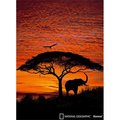 Brewster Home Fashions Brewster Home Fashions 4-501 African Sunset Wall Mural - 106 in. 4-501